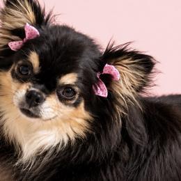 Cavalier King Charles Spaniels, Chihuahuas, Goldendoodles, and Shihpoos from That’s My Puppy