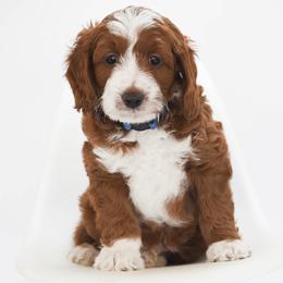 Bear - Goldendoodle