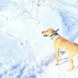 Labrador Retrievers from Zenner Up North Kennels