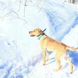 Labrador Retrievers from Zenner Up North Kennels