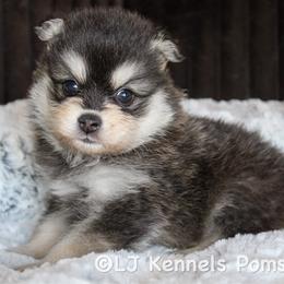 Rye - Black and white male Pomsky puppy in Centerville, Iowa from LJ Kennels Pomskies, LLC
