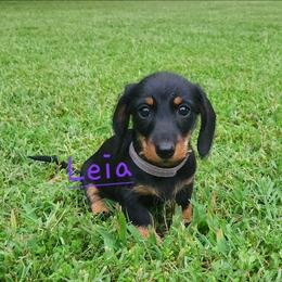 Leia - Black and tan female Dachshund puppy in Watts, Oklahoma from Circle F Wired Wieners