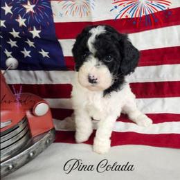 Pina Colada - Black and white female Cockapoo puppy in Mancelona, Michigan from Lavender poodles & doodles