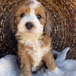Violet - Sable female Bernedoodle puppy in Superior, Arizona from Mountain Bridge Doodles