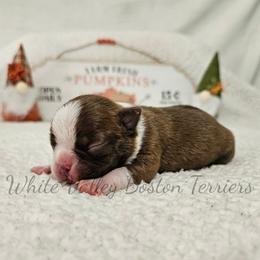 Orion - Red male Boston Terrier puppy in Mulberry, Arkansas from White Valley Boston Terriers