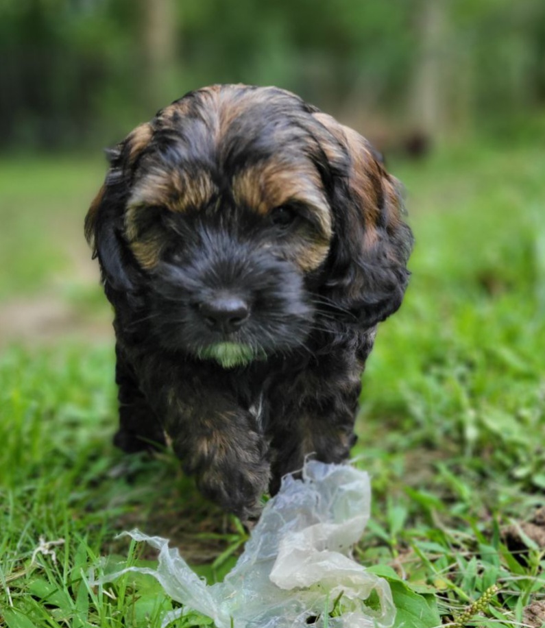 Cockapoo Puppies from Cano Cockapoos