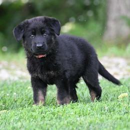 Pink collar - Bi-color female German Shepherd puppy in Ramsey, Illinois from Haus-Farr German Shepherds