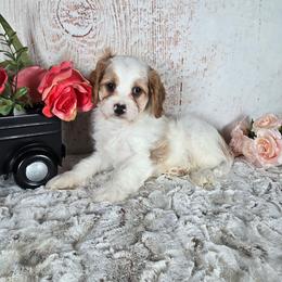 Trevor - Blenheim male Cavapoo puppy in Atwood, Illinois from Peace Road Puppies