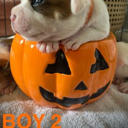 Staffordshire Bull Terrier Puppies from 1LoveStaffies-Hawaii