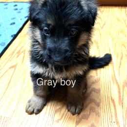 Boy 3 - Black and red male German Shepherd puppy in Puyallup, Washington from Majestic Royal German Shepherd’s