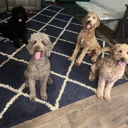 Goldendoodle puppies from Pawmazing Doodles