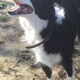 Border Collies from Morgan Charpentier's Border Collies