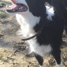 Border Collies from Morgan Charpentier's Border Collies
