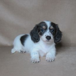Glimmer - Blue and tan female Dachshund puppy in Pana, Illinois from Doxie Waggin Tails
