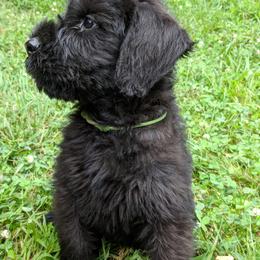Giant Schnauzer Puppies from Riesenschnauzers von Reh Bach