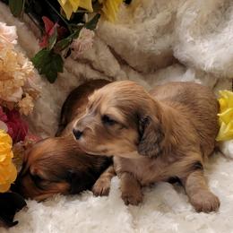 Dachshund Puppies from CLARK'S BREEDING PROGRAM
