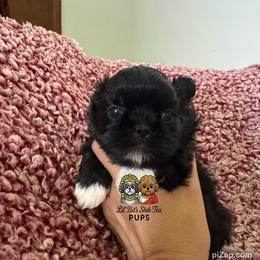 Bootsie - Black female Shih Tzu puppy in Walkertown, North Carolina from Lil’ Bit’s Shih Tzu