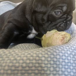 French Bulldog Puppies from Nick’s pups