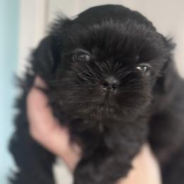 Pupernickel - Black male Shih Tzu puppy in Hendersonville, Tennessee from Peekaboo Farms