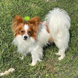 Zippy - Red white and sable male Papillon puppy in Bradyville, Tennessee from Pinnacle Papillons
