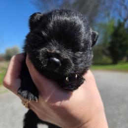 Roz - Black female Pomeranian puppy in Chattanooga, Tennessee from Valley Poms