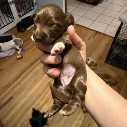 Iris Female 1 AKC - Chocolate female Dachshund puppy in Erie, Michigan from Champagne’s Grinch Toe’d Dachshunds