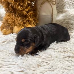 Velvet - Black and tan female Dachshund puppy in Gerber, California from Red Dirt Doxies