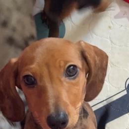 Ruby - Dapple female Dachshund puppy in Bryceville, Florida from Lucky Dog Dachshunds