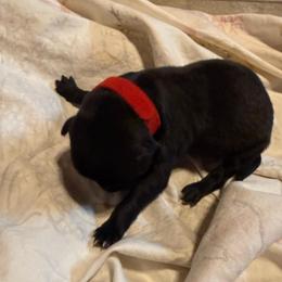 Tupelo - Black brindle male Dutch Shepherd puppy in Saint Amant, Louisiana from Mercy Kennels