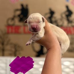 Joyce - Golden female Golden Retriever puppy in Duncan, South Carolina from Glimmer Goldens