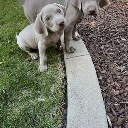 "Spruce (front), Indigo Jr (back)" Weimaraner Puppies from Baird Weims - AKC registered
