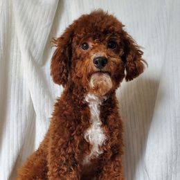 Marley - Schnoodle