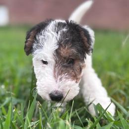 Micka - White black and tan female Wire Fox Terrier puppy in Holly Springs, North Carolina from Adrianna's Wire Fox Terriers