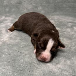 Honey - Red tri-color female Australian Shepherd puppy in Oxford, Florida from SoCo Aussies