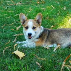 Australian Shepherd and Pembroke Welsh Corgi Puppies from Salt Creek Farm Dogs