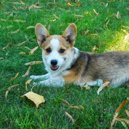 Australian Shepherd and Pembroke Welsh Corgi Puppies from Salt Creek Farm Dogs