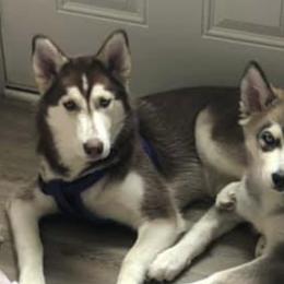 Siberian Huskies from Central KY Huskies