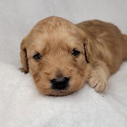 Goldendoodle Puppies from Lake Village Doodles