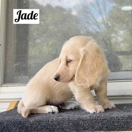 Jade - Cream female Dachshund puppy in Biloxi, Mississippi from Southern Doxies Ms