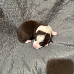 Girl 2 - Red female Border Collie puppy in Centerville, Washington from Forthright Farms