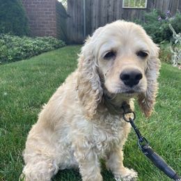 Miley - Cocker Spaniel