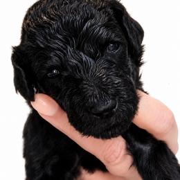 Kisses - Blue female Poodle puppy in Greenwich, New York from MizzElle’s Standard Poodles