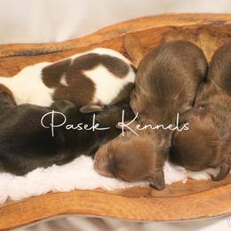 Dachshund Puppies from Pasek Kennels