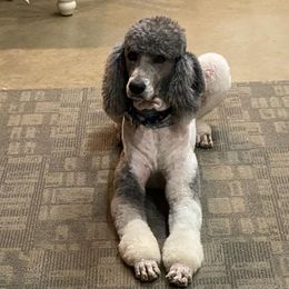 Jackson - Poodle