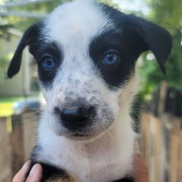 Po - Dalmatian puppy from Developing Spots & Happy Dals