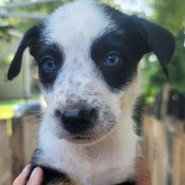 Po - Dalmatian puppy from Developing Spots & Happy Dals