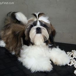 Shih Tzu Puppies from Sandi's Shih Tzu