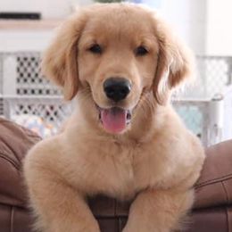 Golden Retriever Puppies from OPK GOLDENS