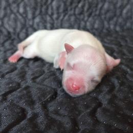 Yoshi - White male Pomeranian puppy in New Lenox, Illinois from Illinois Poms