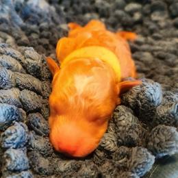 Marie - Apricot female Poodle puppy in San Tan Valley, Arizona from Desert Storm Poodles